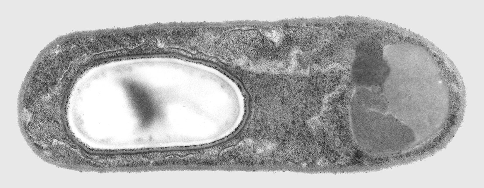 Nahaufnahme eines Bacillus thuringiensis israelensis in schwarz/weiß