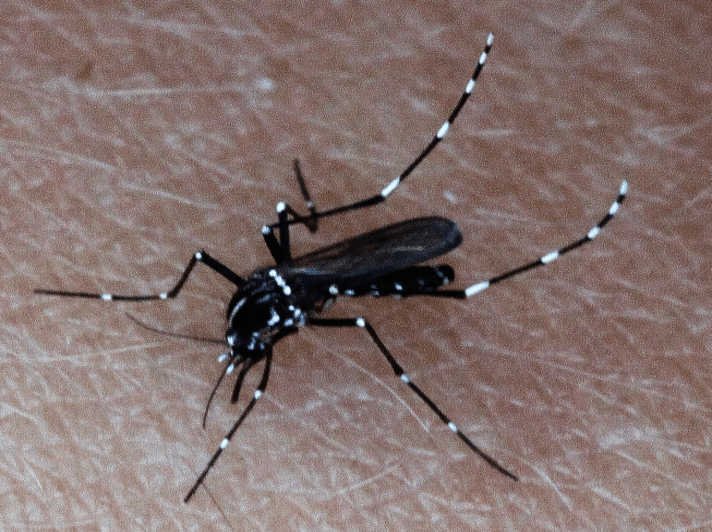 Asiatische Tigermücke