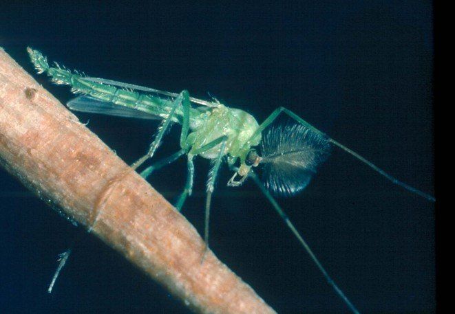 Bild einer Zuckmücke im Dunkeln.