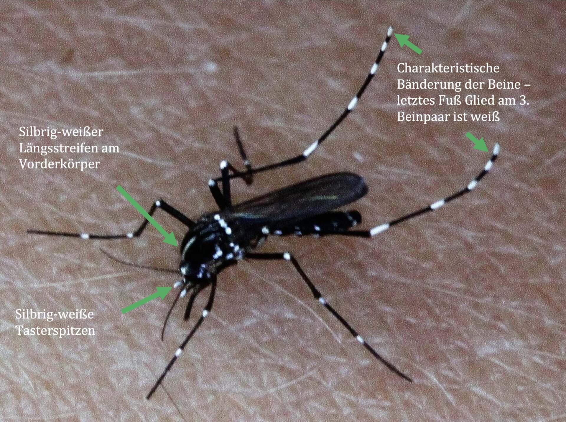 Eine asiatische Tigermücke dessen Merkmale beschrieben werden.