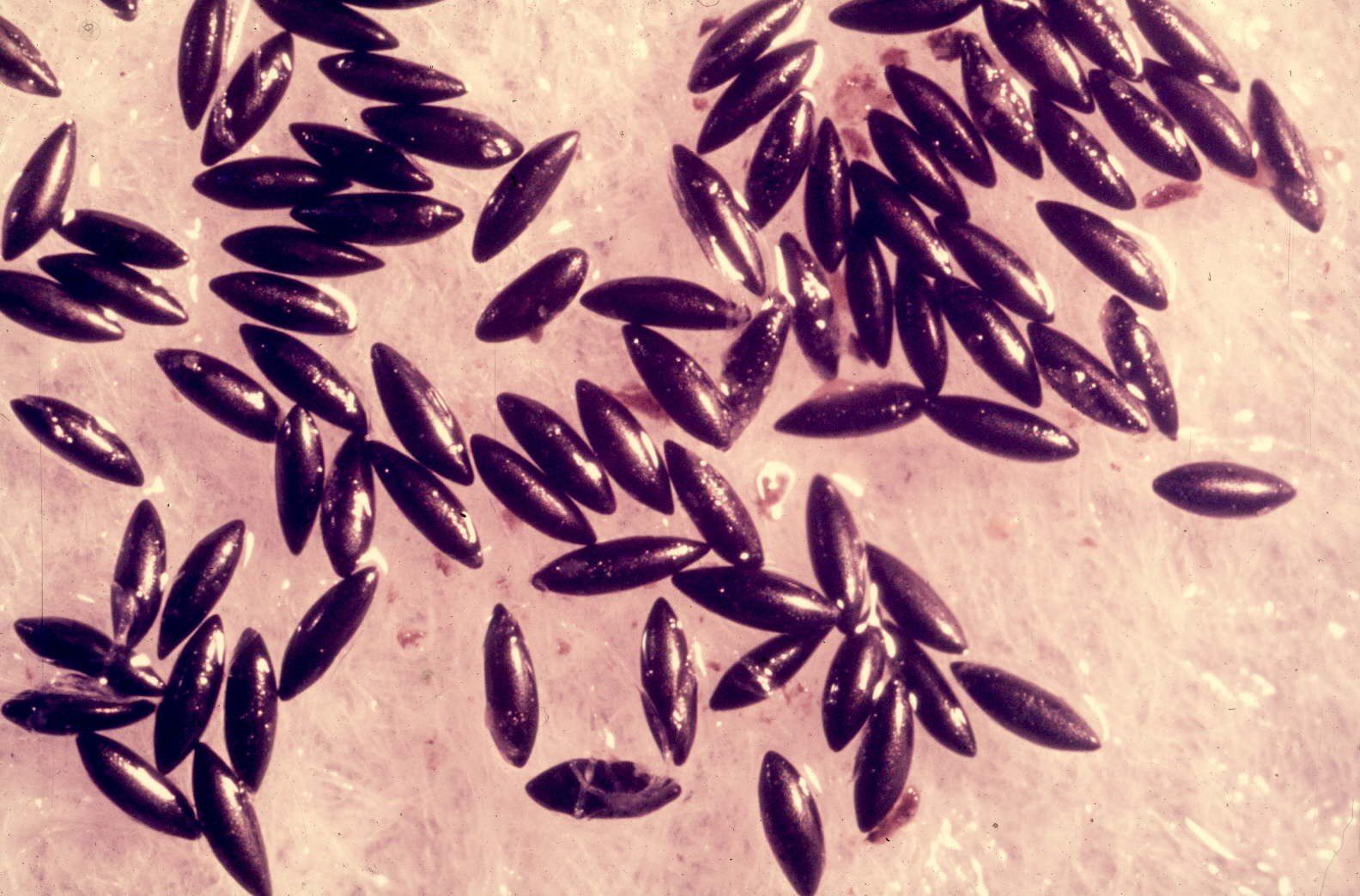 Eine Eiablage einer Stechmückengattung im Boden.