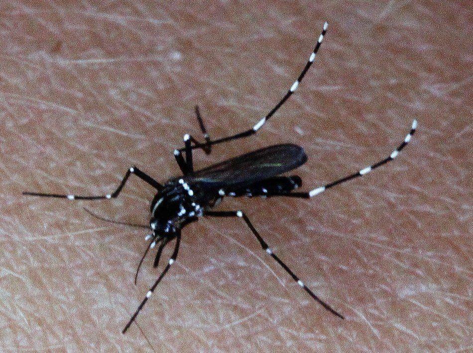 Eine asiatische Tigermücke auf der Haut eines Menschen.