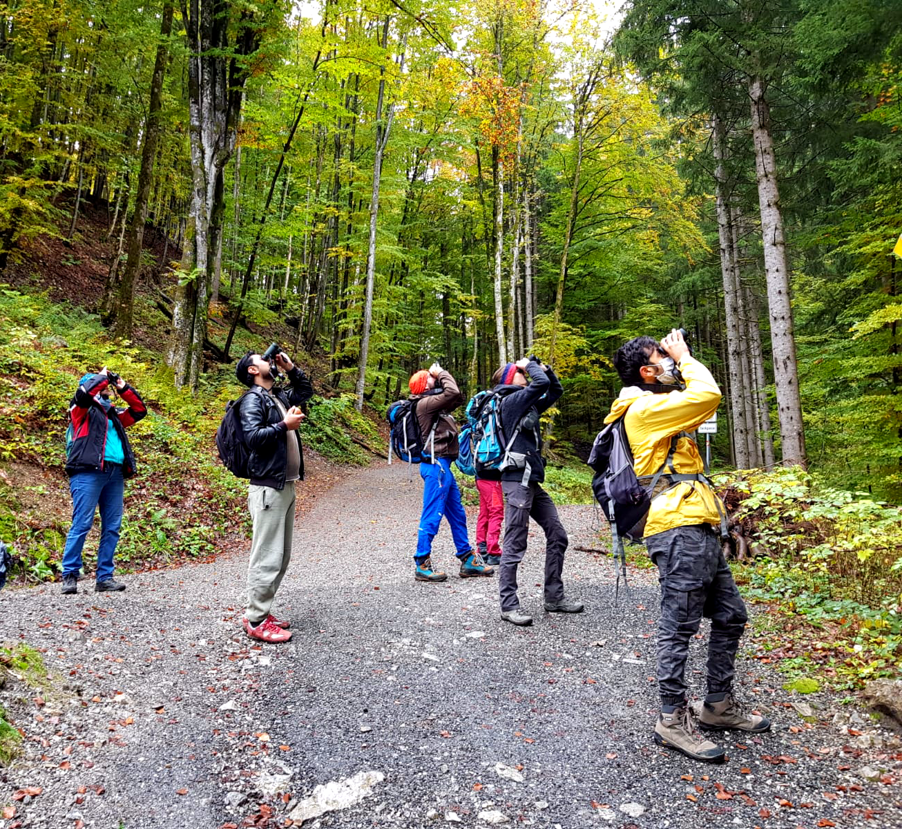 Das Foto zeigt die Wanderer, wie sie alle mit einem Fernglas in die Baumwipfel schauen.