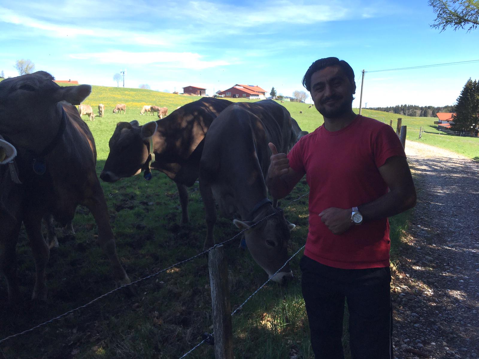 Wanderer steht vor Kuhherde und lächelt.