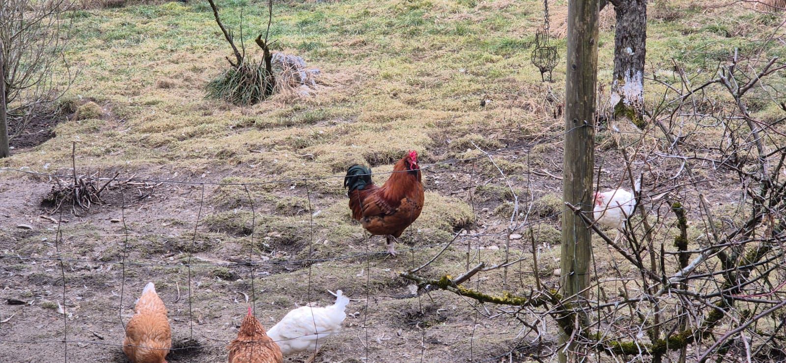 Es ist ein Hahn in der Mitte des Bildes zu sehen. Unten links im Bild ist ein weißes und ein hellbraunes Huhn zu sehen.