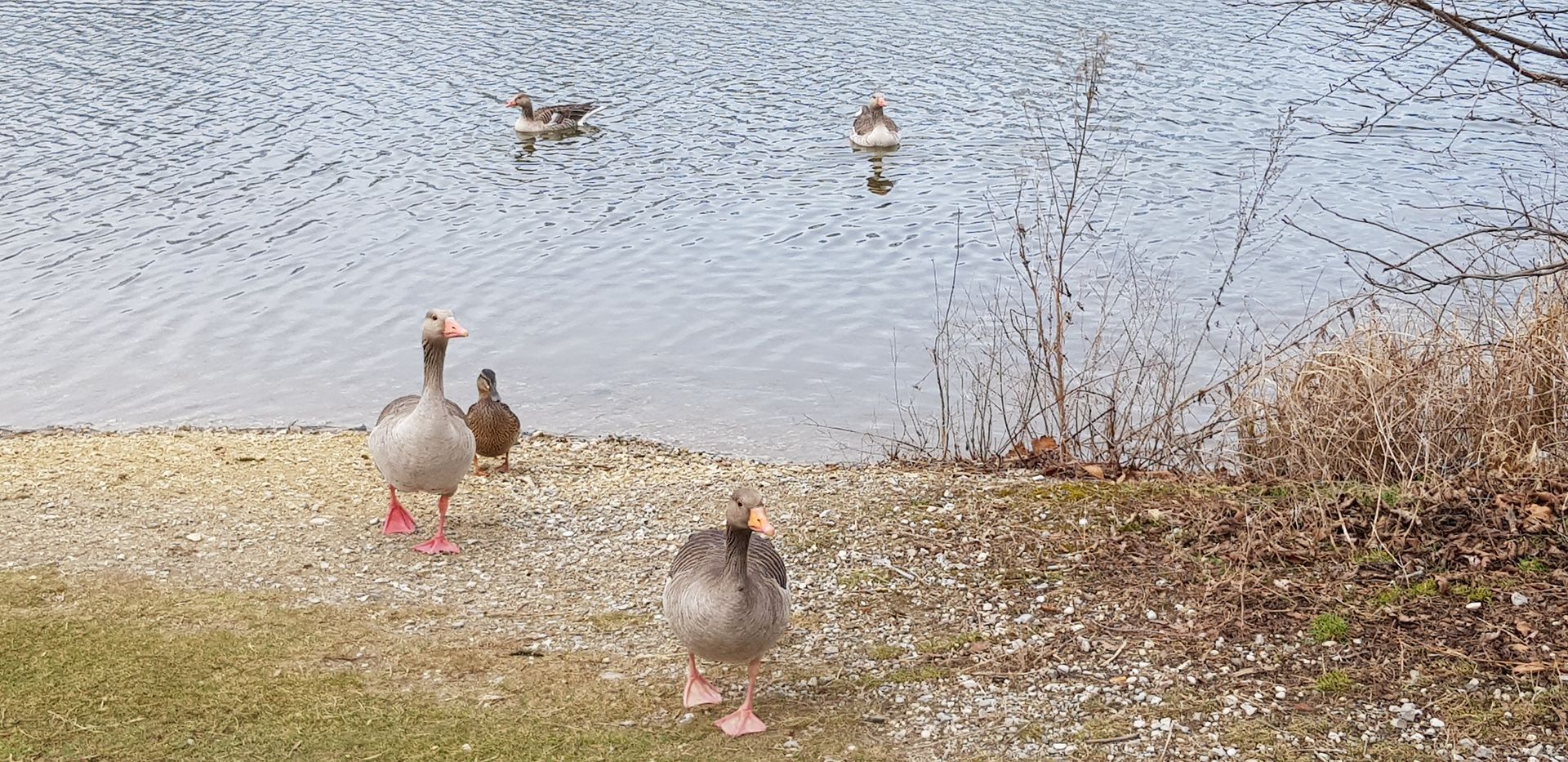 Zwei Graugänse laufen am Ufer eines Sees, zwei weitere schwimmen im Wasser, umgeben von trockenem Gras und Zweigen