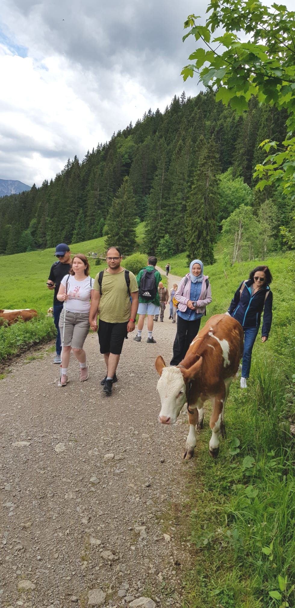 Eine Gruppe von Menschen geht auf einem Schotterweg durch eine grüne Wiesenlandschaft mit bewaldeten Hügeln im Hintergrund. Im Vordergrund steht eine braun-weiße Kuh am Wegesrand. Die Personen tragen Freizeitkleidung und Rucksäcke. Einige unterhalten sich, andere schauen auf den Weg. Der Himmel ist bewölkt.