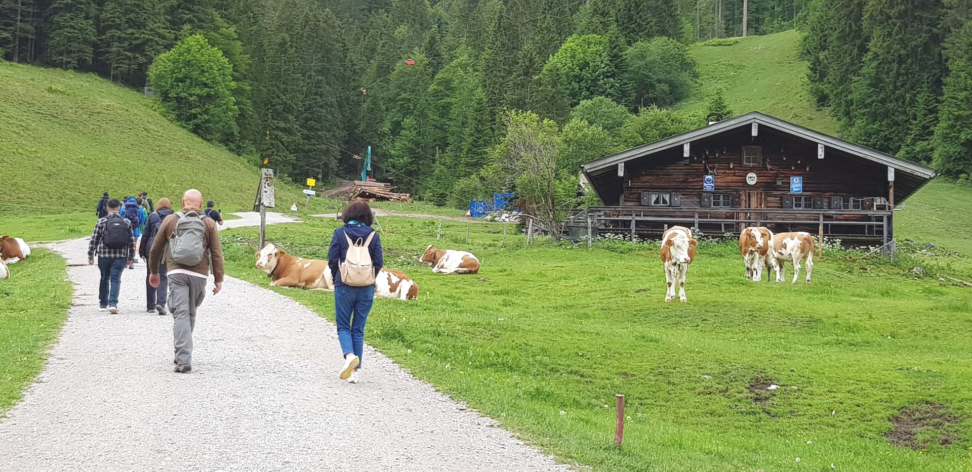Mehrere Personen mit Rucksäcken gehen auf einem Schotterweg in Richtung einer Holzhütte. Die Menschen sind von hinten zu sehen. Rechts neben dem Weg liegen und stehen mehrere braun-weiß gefleckte Kühe auf einer grünen Wiese. Im Hintergrund erstreckt sich ein dichter Wald.