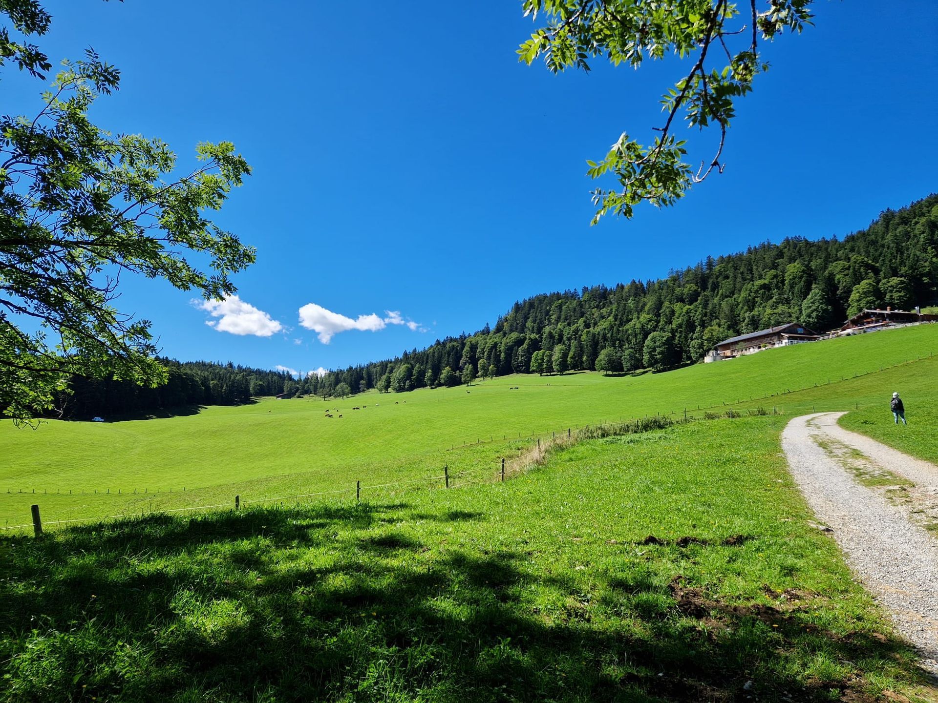 Grüne Wiese mit Bäumen und einem Gebäude im Hintergrund, unter klarem blauen Himmel.