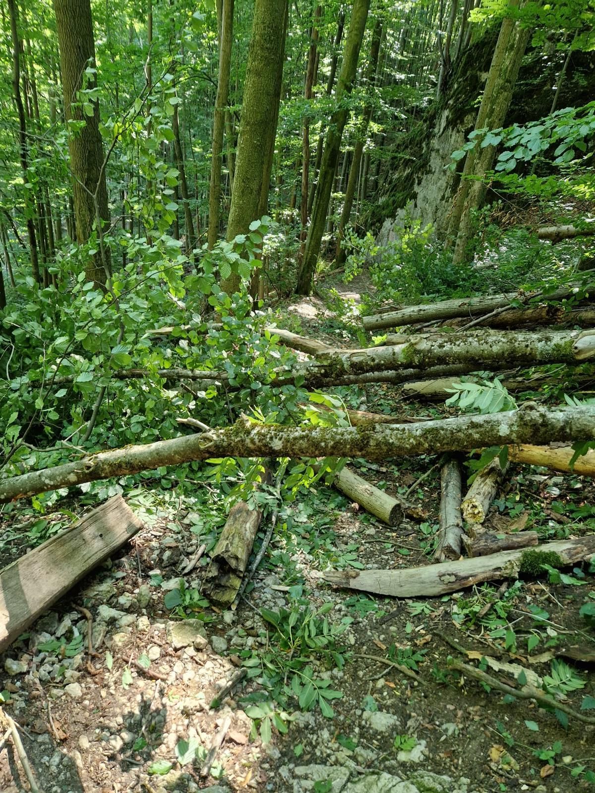 Ein Waldweg mit umgestürzten Baumstämmen und dichtem Unterholz. Bäume stehen auf beiden Seiten des Weges.