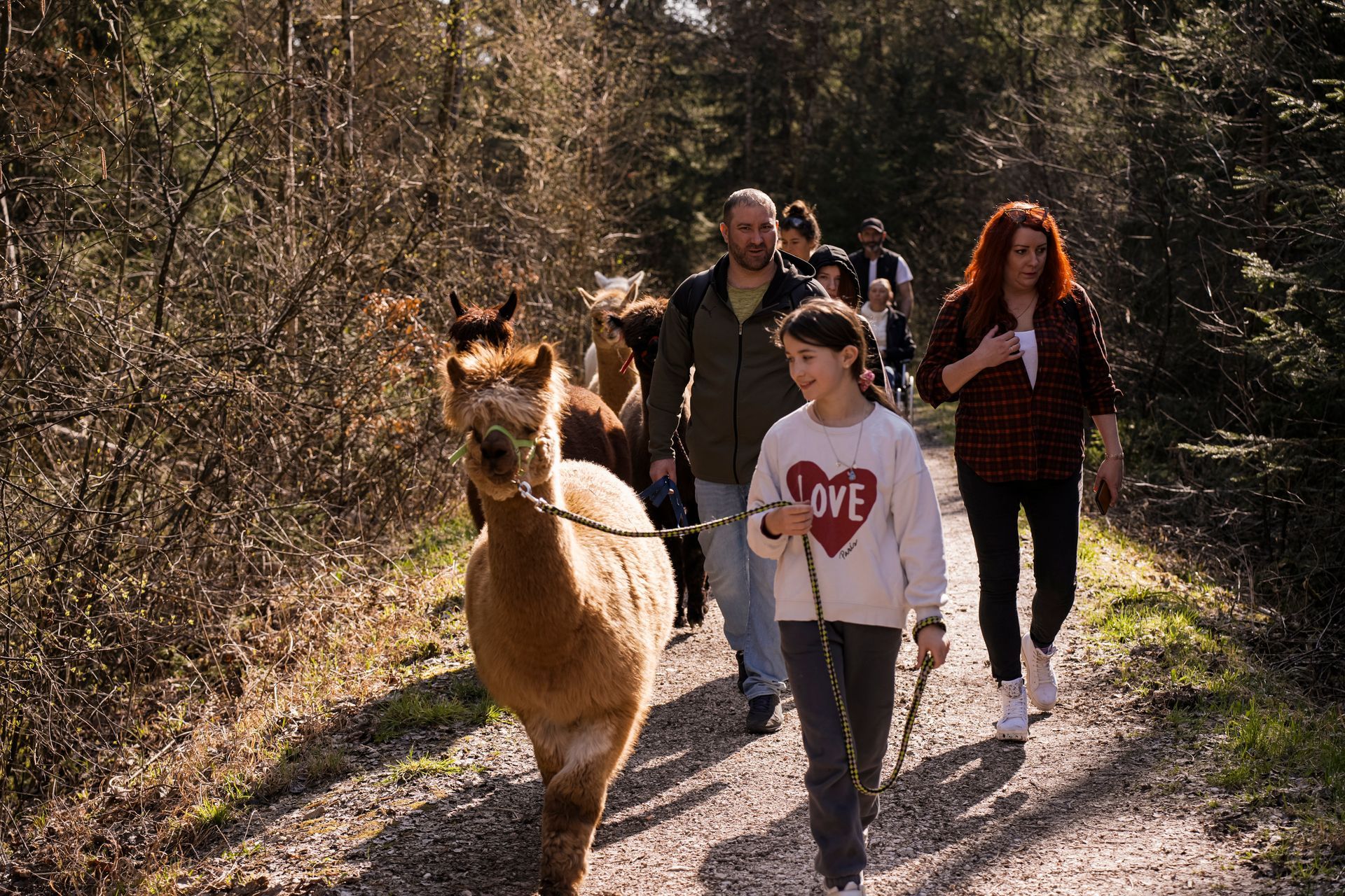 Gruppe von Menschen wandert auf einem Weg zusammen mit Alpakas. Ein Mädchen vorne führt ein Alpaka. Auf ihrem T-Shirt steht Love.