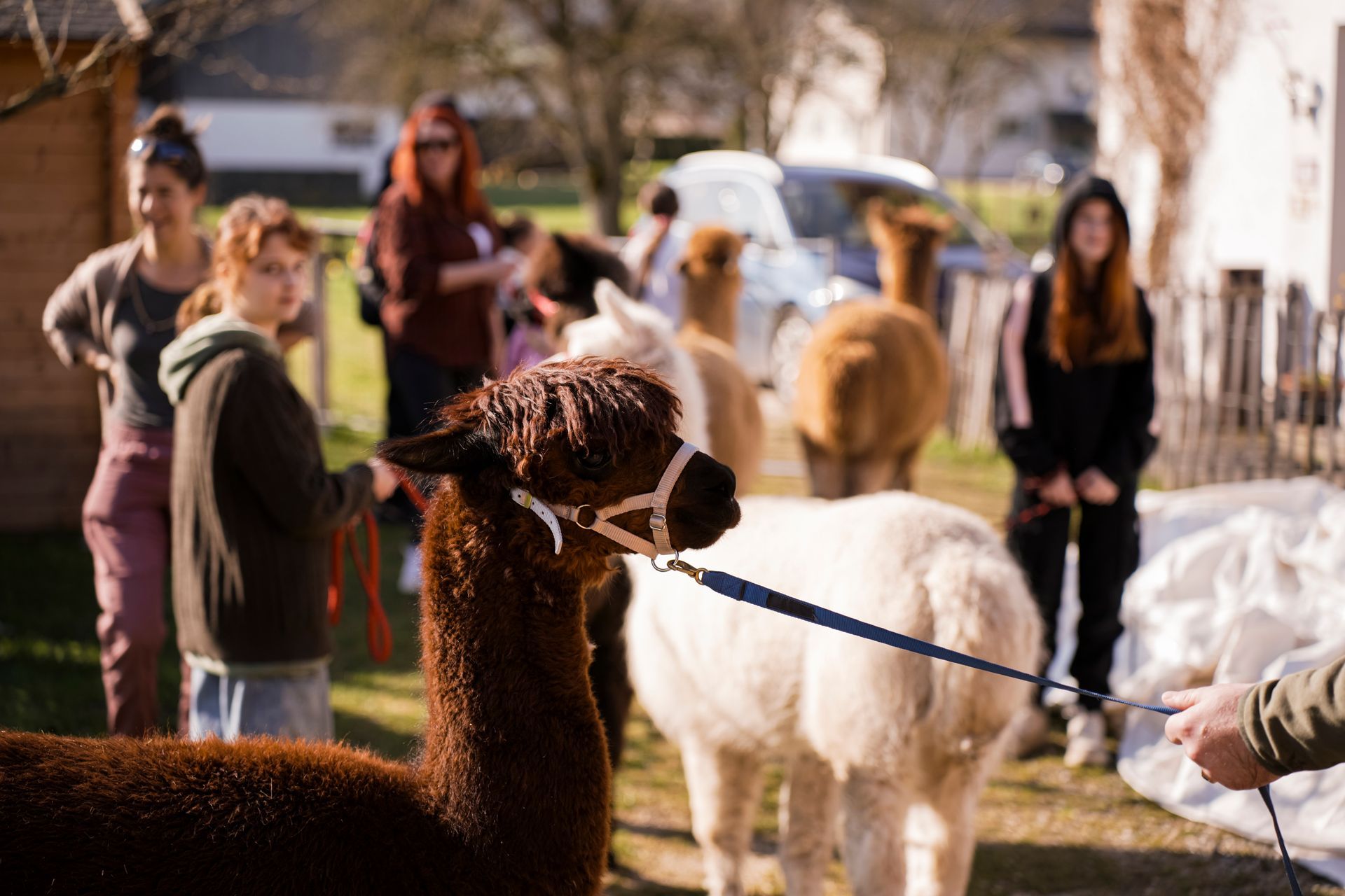 Im Vordergrund zwei Alpakas im Hintergrund ein Gruppe Menschen