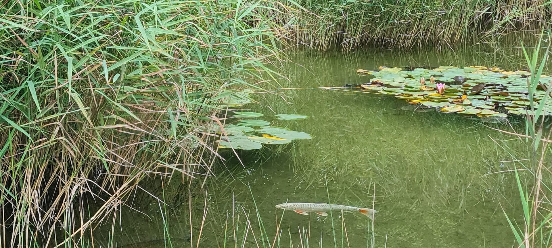 Ein klarer See mit Wasserpflanzen und Seerosenblättern. Ein Fisch schwimmt im Wasser, umgeben von hohem Schilf.