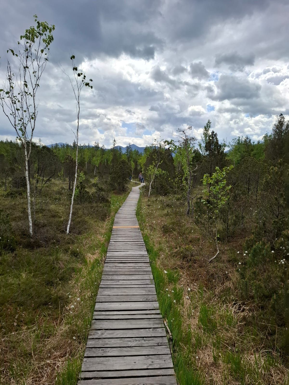 Ein schmaler Holzsteg führt durch eine Moorlandschaft mit grünen Bäumen und Sträuchern. Im Hintergrund sind graue Wolken sichtbar.