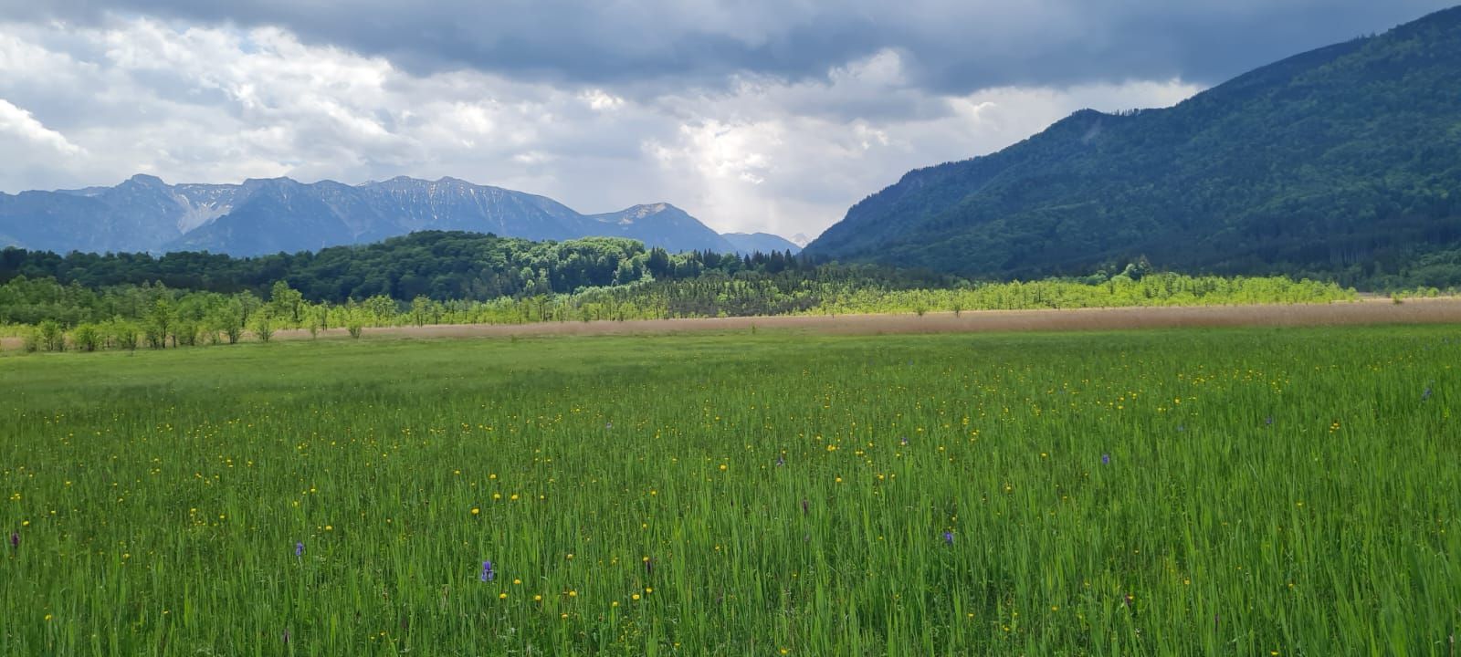 Weite grüne Wiese mit gelben und blauen Blumen im Vordergrund, im Hintergrund Berge unter einem bewölkten Himmel.