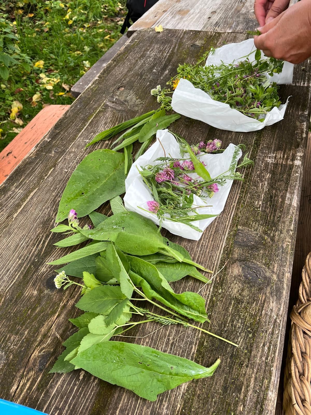 Mehrere Sorten frischer Wildkräuter und Blumen auf einem Holztisch, Hände ordnen die Pflanzen