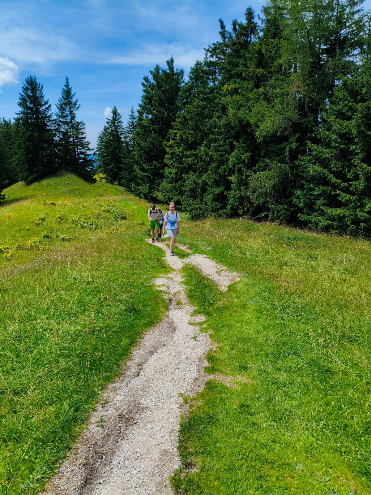 Zwei Wanderer auf einem schmalen Pfad durch eine grüne Wiese mit Nadelbäumen im Hintergrund