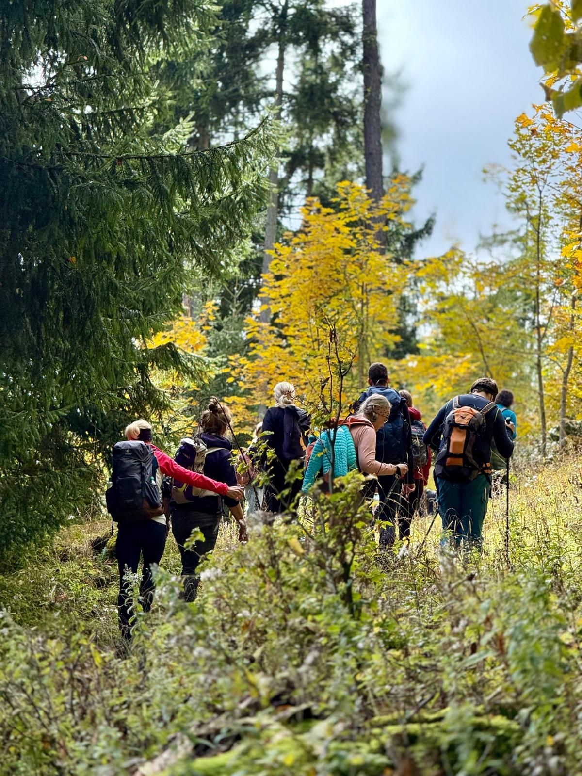 Gruppe von Wanderern mit Rucksäcken auf einem Waldweg, umgeben von grünen und gelben Bäumen im Herbst.