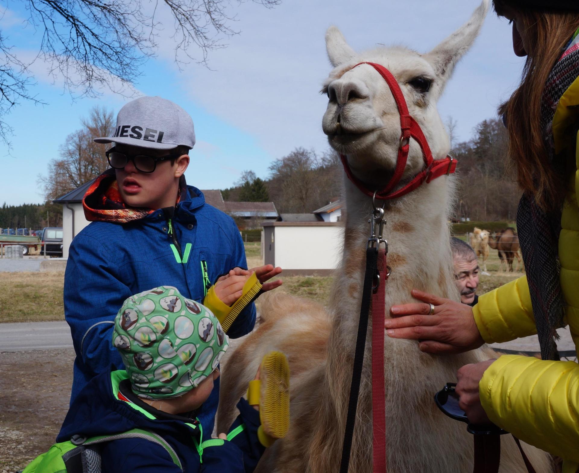 Kinder streicheln ein Lama