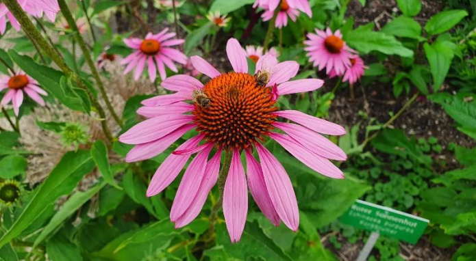 Nahaufnahme einer Blüte des Purpurfarbenen Sonnenhuts. Im orangefarbenen Zentrum sitzen zwei Bienen. Die Blüte ist umgeben von grünem Laub und weiteren Blüten.