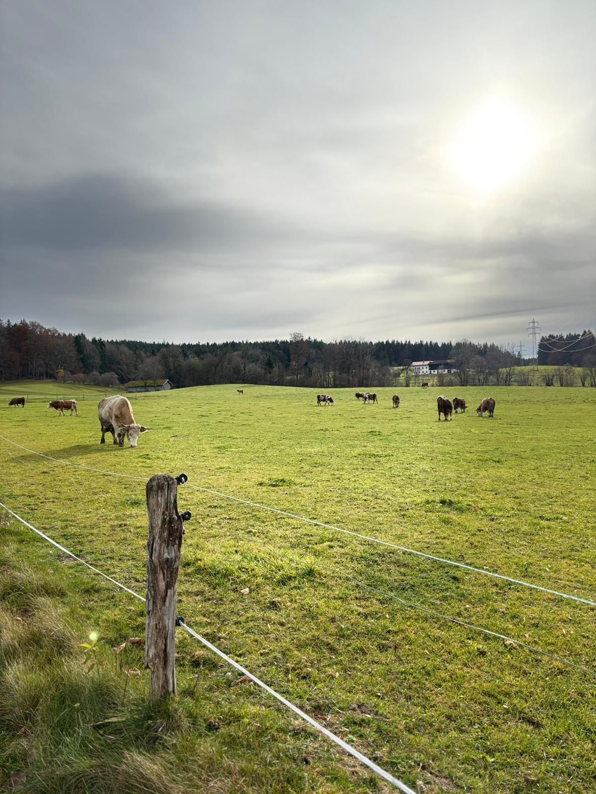 Grüne Weide mit mehreren grasenden Kühen unter bewölktem Himmel.