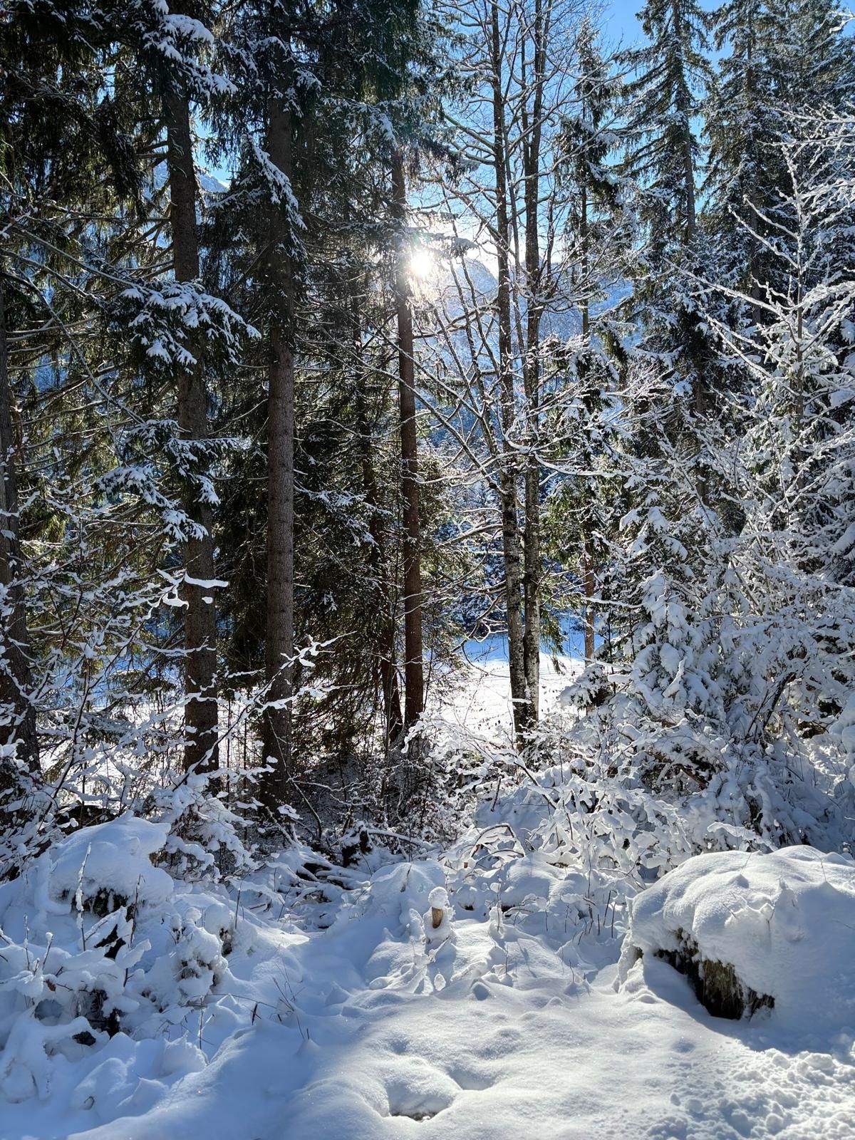 Verschneiter Wald mit Nadel- und Laubbäumen, durch die die Sonne scheint.