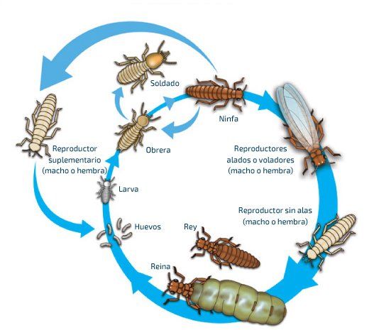 ciclo de vida termitas