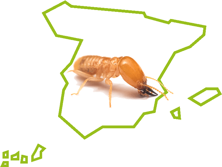 especies de termitas en españa especies de termitas en españa