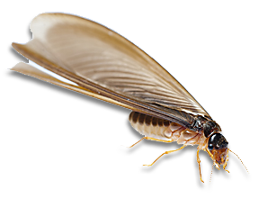 termitas alada termitas alada