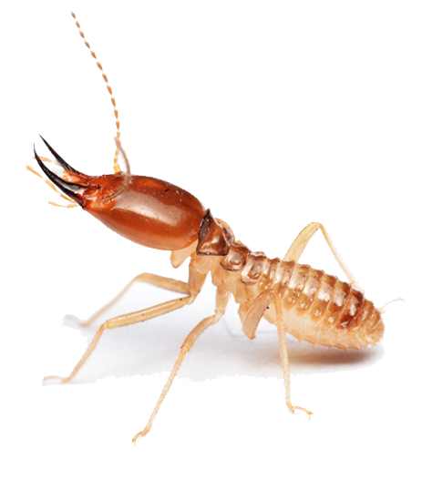 termita soldado termita soldado