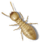 termita termita