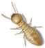 termita termita