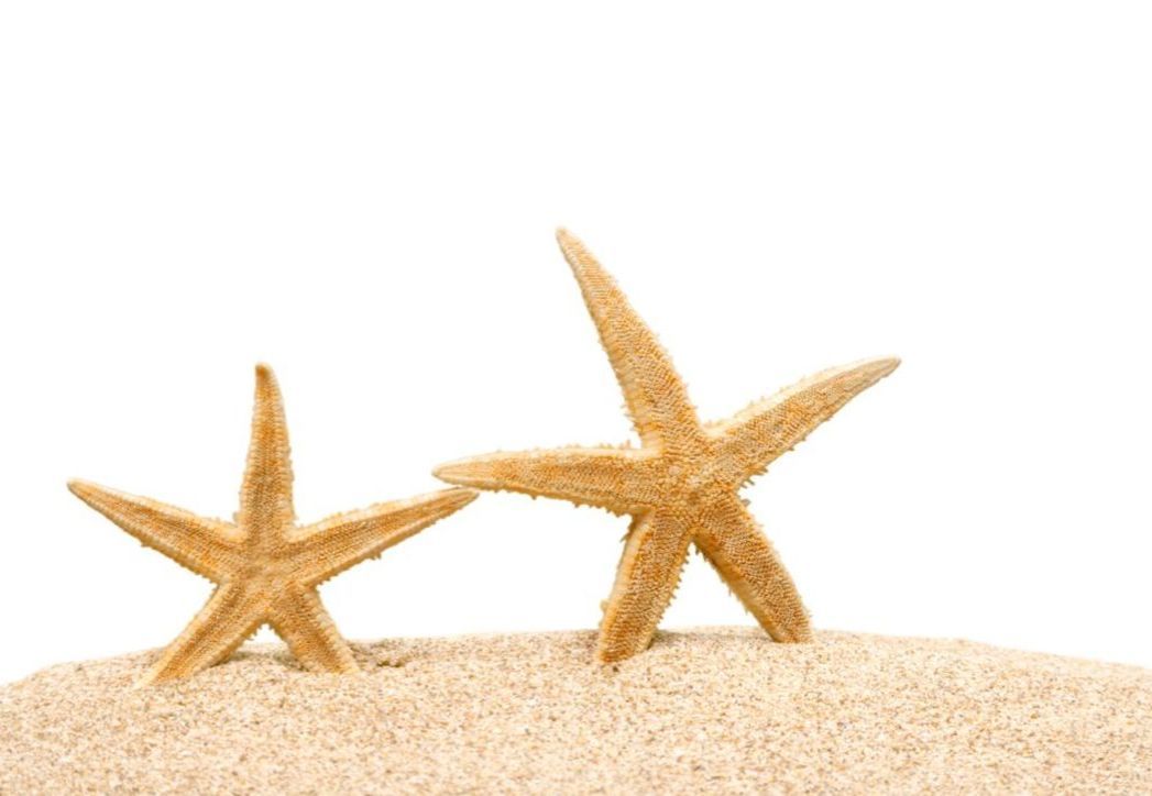 Zwei Seesterne im Sand
