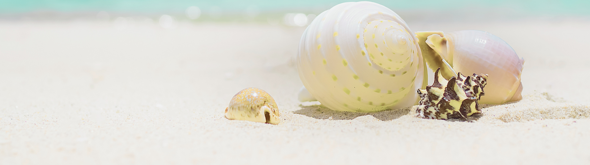 Zwei Muscheln im Sand