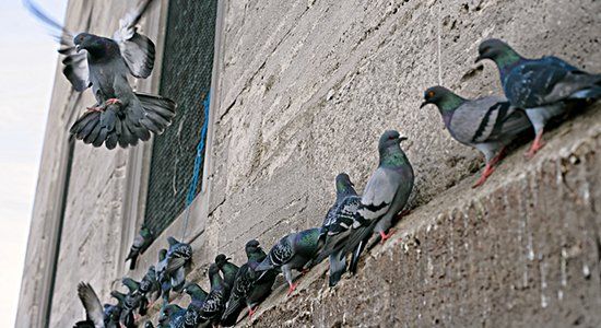 pulizia professionale guano piccioni roma pulizia professionale guano piccioni roma
