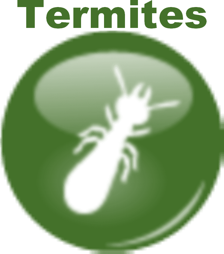 Termites