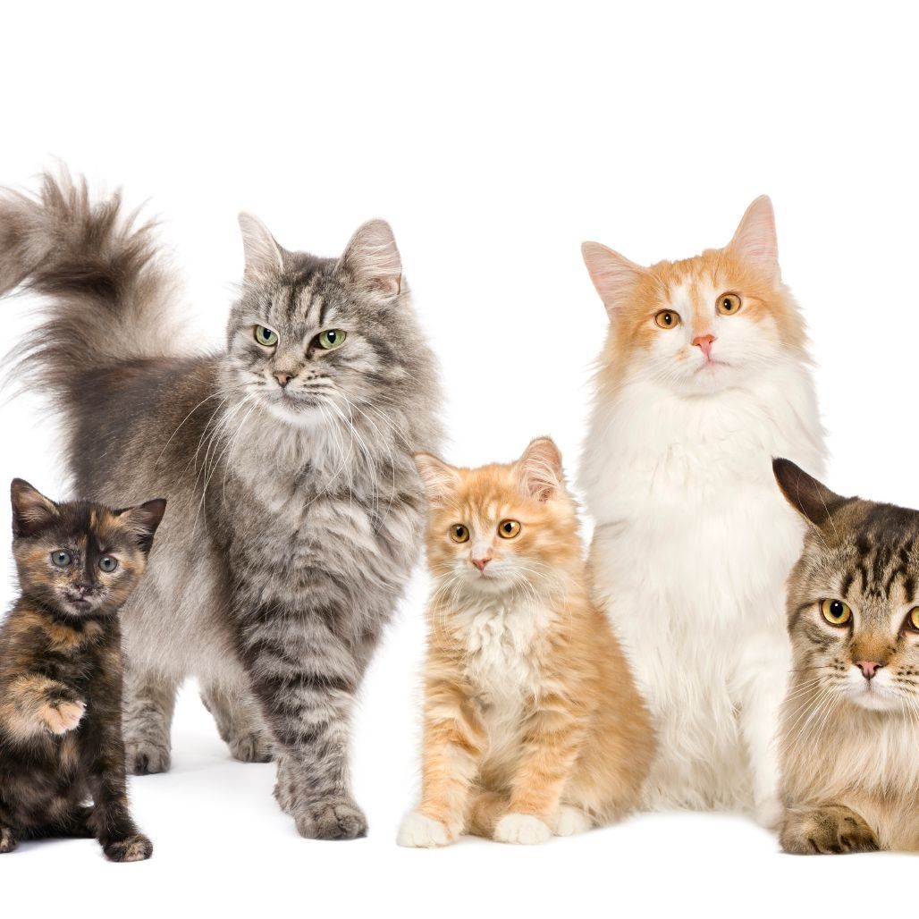 Fünf Katzen nebeneinander - Tierverhaltensberatung bei Unsauberkeit, Kratzen und Stress in Memmingen