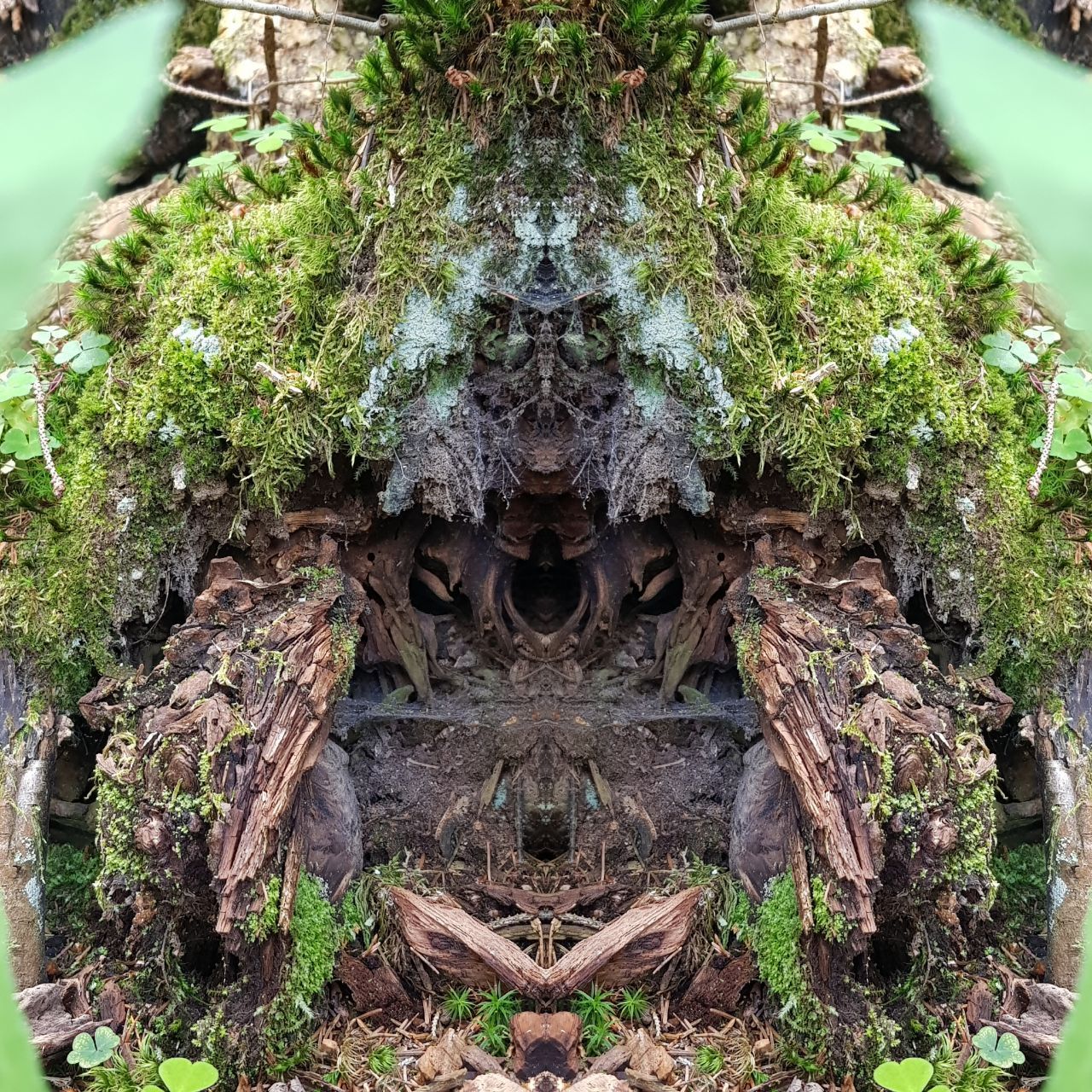 Waldbild