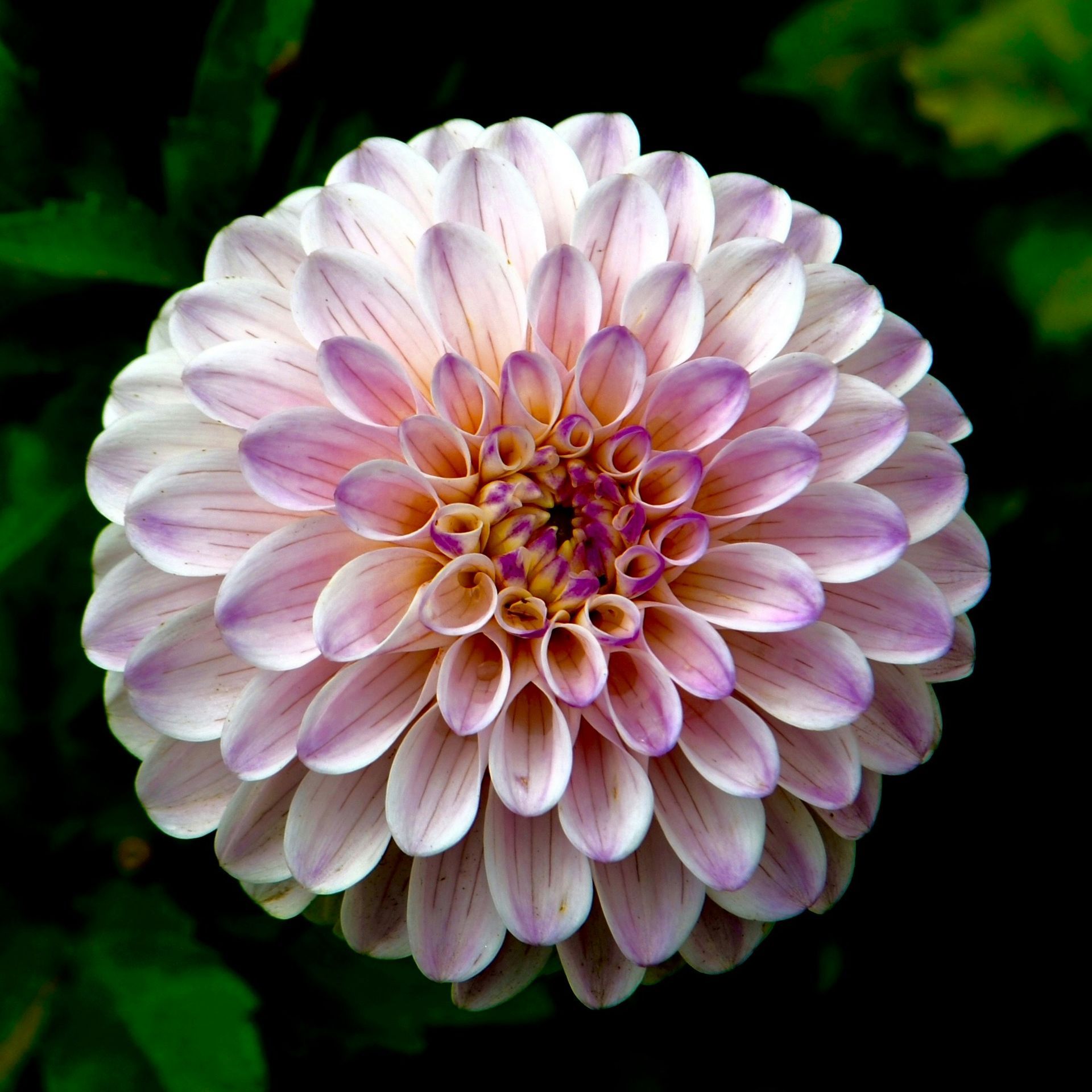 Dahlienblüte