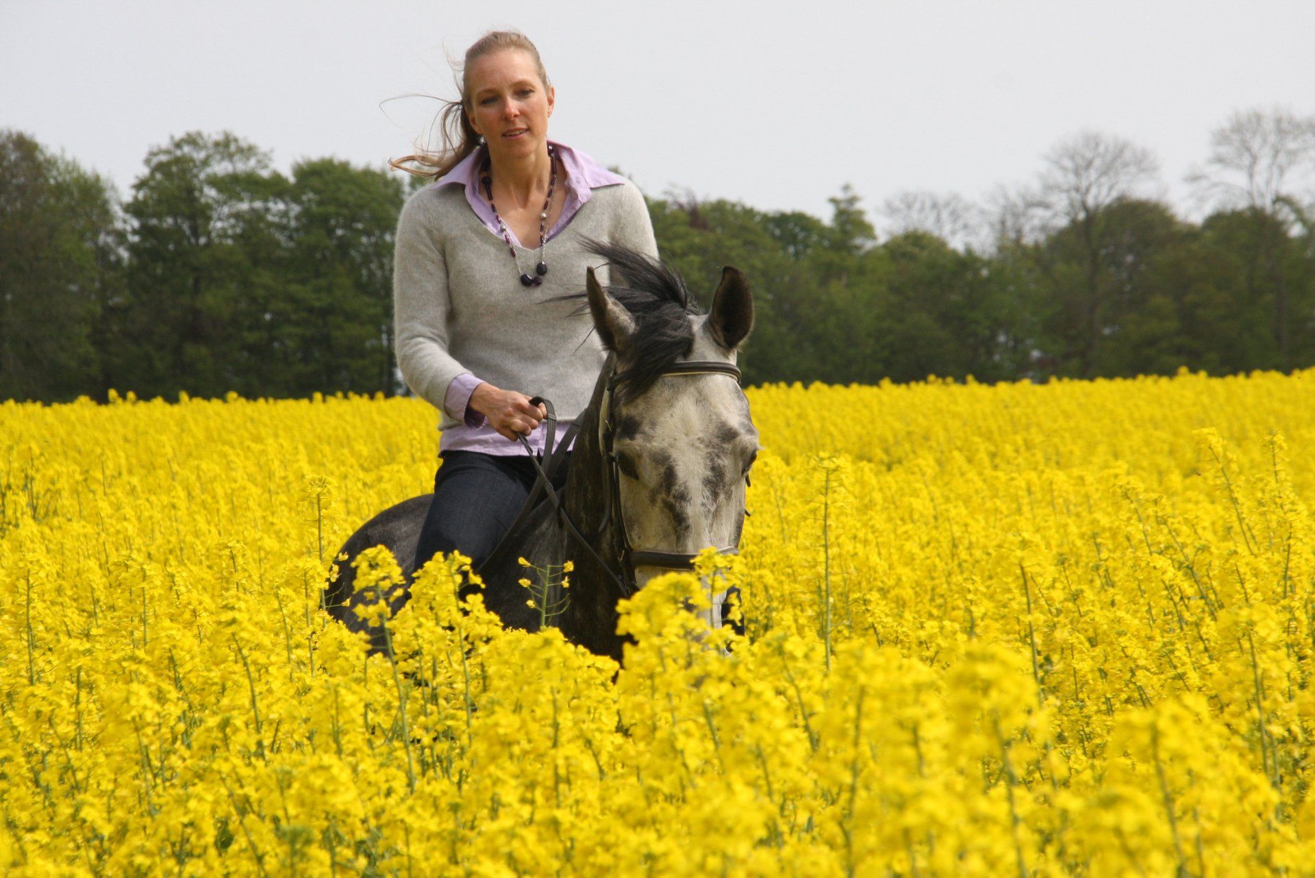 Rapsblüte Reiten Fehmarn Buch Urlaub Krimi