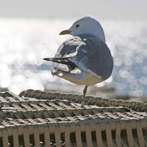 Strand Fehmarn Möwen Natur Krimi Nadine Witt Autorin