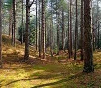 timber