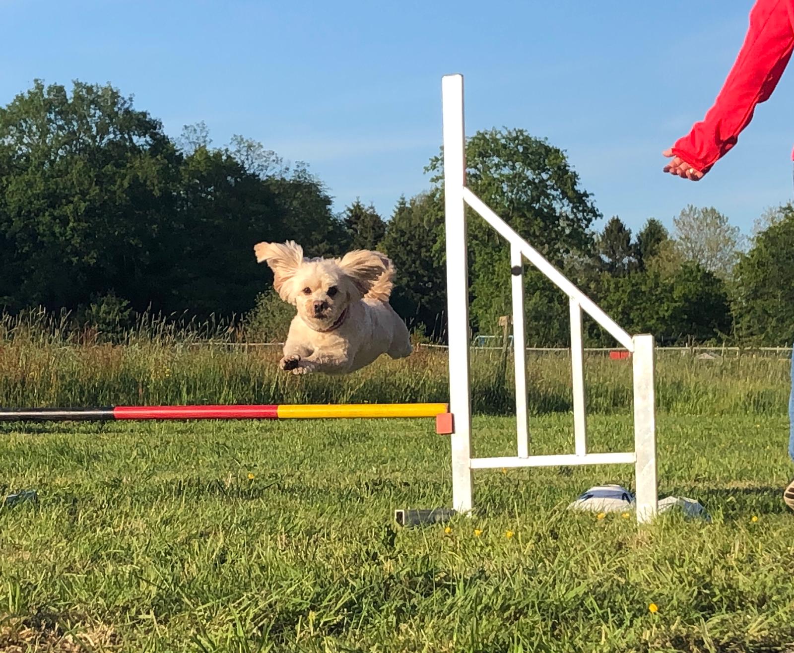 Auch kleine Hunde haben Spaß daran Agility in Kummerfeld