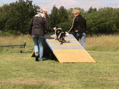Aller Anfang ist schwer Agility in Kummerfeld