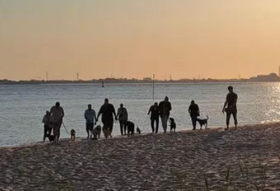 Hunde sind alle beim Besitzer Strandtraining