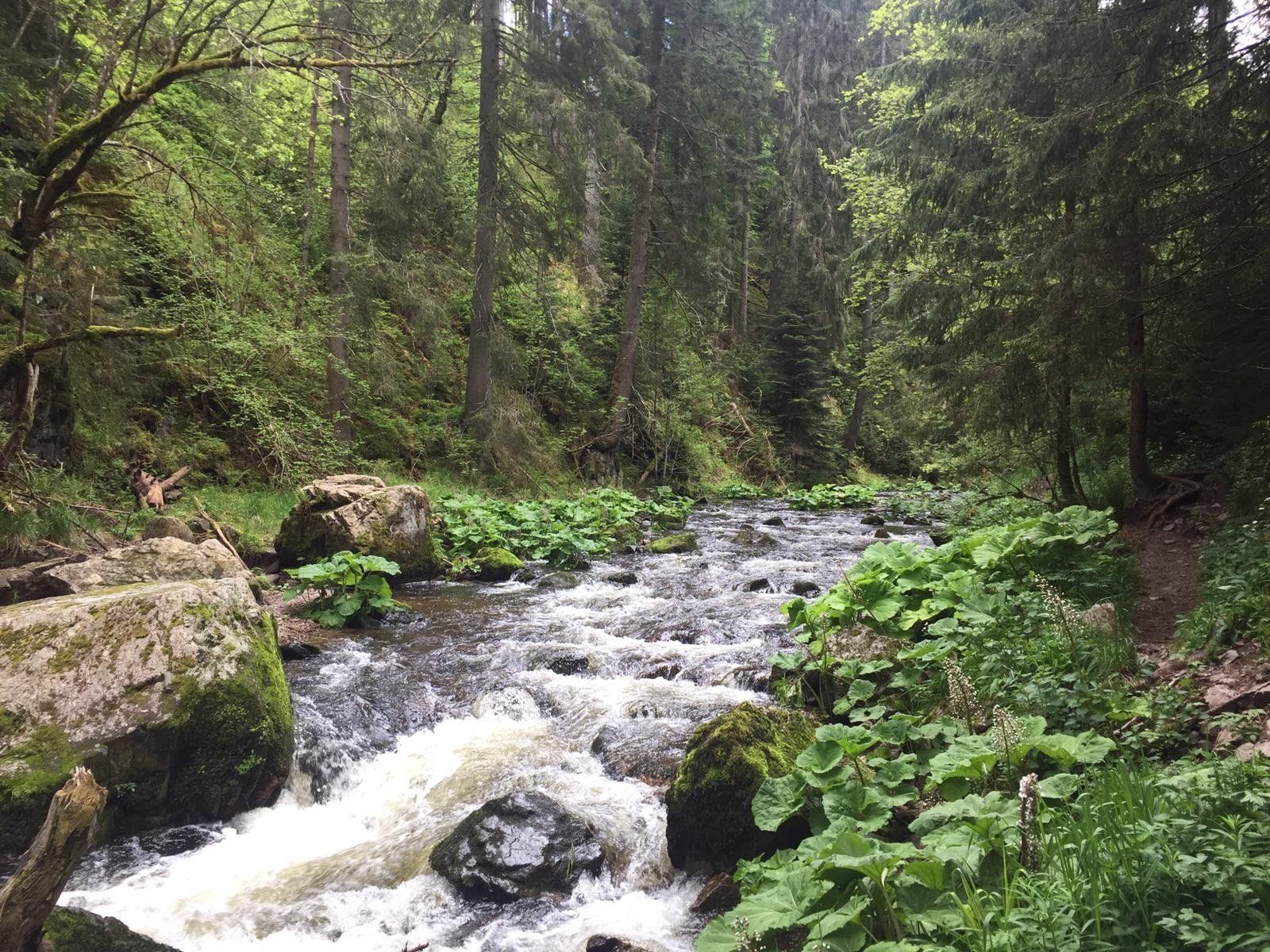 Wanderinfo in Wehr Endpunkt Schluchtensteig Wehr