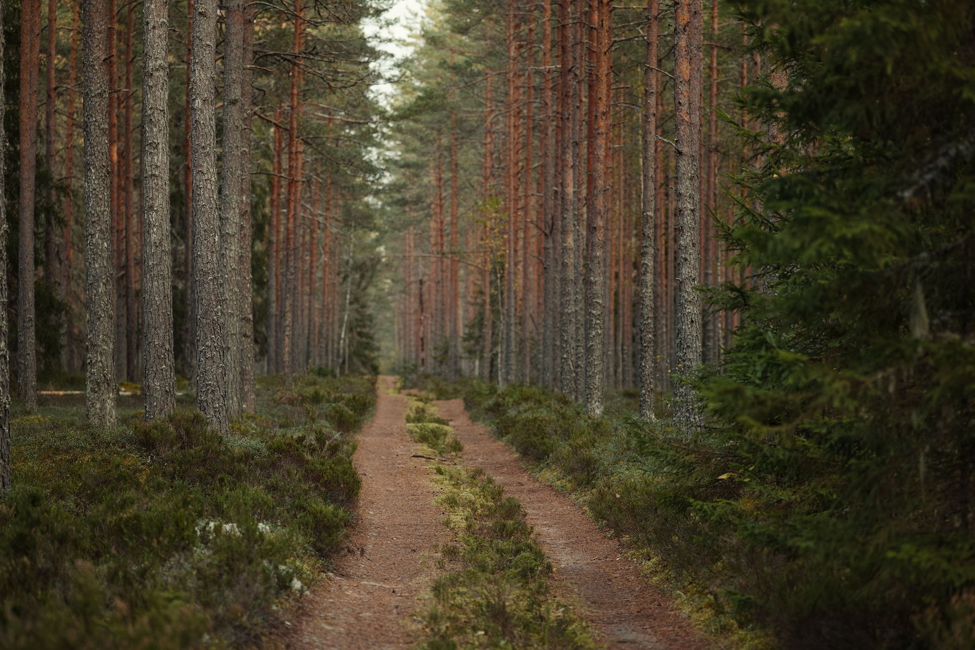Path leading through tall trees