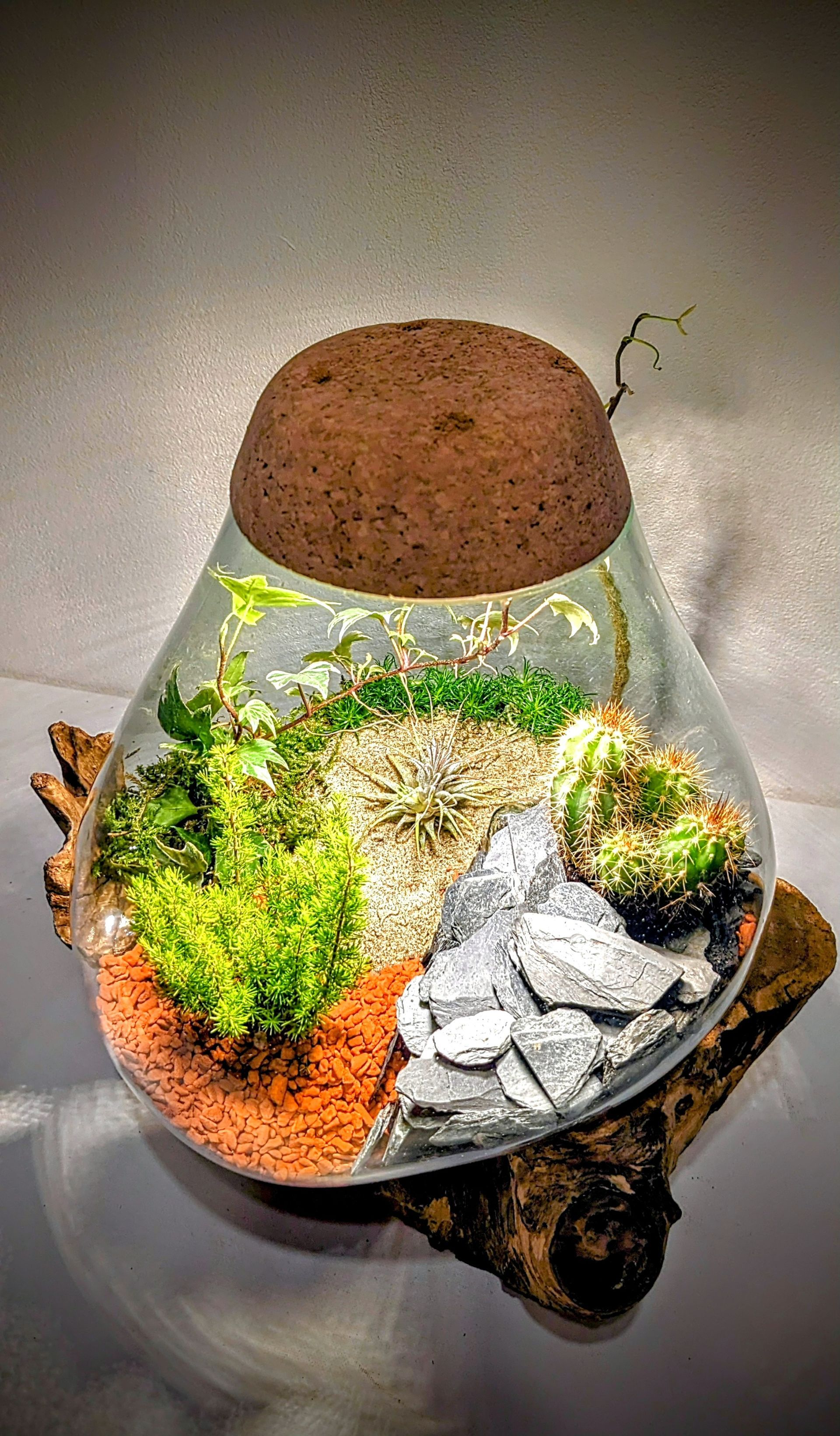 Flaschengarten mit Licht / Nanoaquarium / Pflanzenaquarium Gaia Drop geschmolzenes Glas auf Wurzelholz