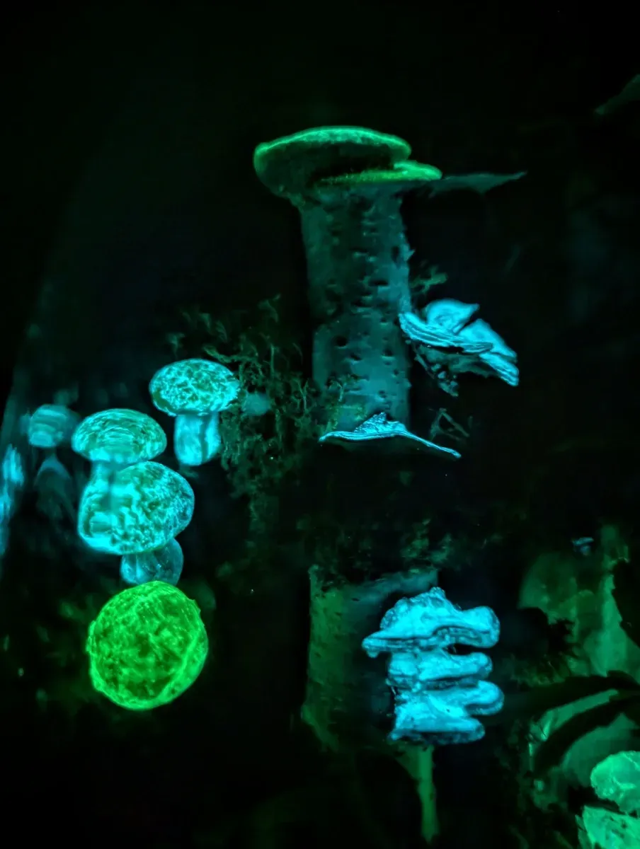 Pflanzen im Glas Shop - Interior Design mit Leucht effekt. Glow in the Dark Flaschengarten