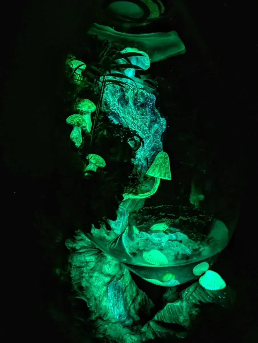 Flaschengarten XXL Shop - Die qualitativ hochwertigsten Flaschengärten
#Flaschengarten